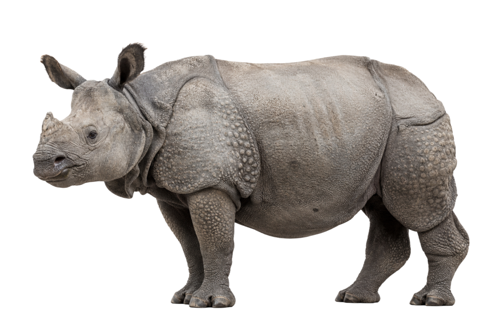 One horn rhino png transparent PNG