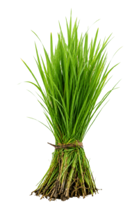 Rice paddy png asar 15 PNG