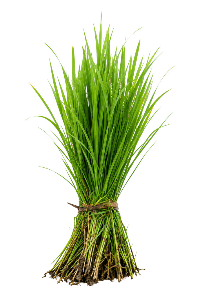 Rice paddy png asar 15 transparent PNG